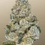 Насіння конопель RAINBOW MELON ™ від Fast Buds